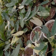 Promo Philodendron Burle Marx Varigata - Brekele Varigata [Ready]