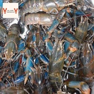 lobster air tawar konsumsi hidup ukuran 4,5,6 (random)perkilo