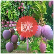 Anak pokok mangga Erwin Hybrid-Fruit Nursery Malaysia