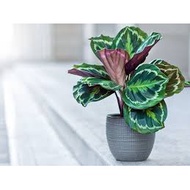 ∏☞✾【COD】10pcs Rare Calathea Seeds Air Freshening Plants Seeds #SW40