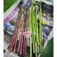 Purple asparagus seeds紫芦笋种子 自收 2021年