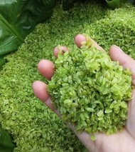 1KG CỐM XANH KHÔ HÀ NỘI NẤU CHÈ THƠM NGON-Cốm xanh Tây Bắc phơi khô - tkvt1