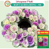 SA Multicolored Cabbage Flower Seeds - Desert Rose (8-10 seeds) multicolored, edible, easy to care f