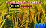 BENIH PADI SUPER UNGGUL CL220 GENJAH 2KG