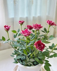 Tanaman hias bunga mawar tanaman hias bunga rose bibit mawar bunga rose mawar hidup bibit bunga mawa