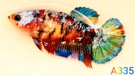ปลากัดกาแลคซี่มัตติ🌈ได้ตัวเมียตามรูป✨️ติดหน้ากากสวยๆ🌟มัตติคันเลอร์ กาแลคซี่มัตติคันเลอร์ พร้อมผสมพันธุ์❤️ Bettafish❤️ปลากัดสวยงาม ปลากัดไทย ปลากัดอาชีพ ปลากัดกาแลคซี่มัตติคันเลอร์🌟ปลากัดเลี้ยงโชว์ สวยๆ ได้เมียตามรูป
