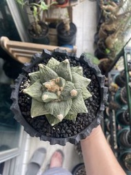 怒濤 岩 牡丹 連4D盆 塊根 植物