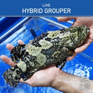 Live Hybrid Grouper 500-700G