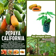 CALIFORNIA PAPAYA PLANT SEEDLINGS CALIFORNIA PAPAYA PLANT SEEDLINGS PAPAYA SEEDLING/S PAPAYA TREE SE
