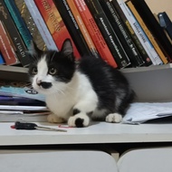 [New] kucing Munchkin kaki pendek kaki cebol kinkalow