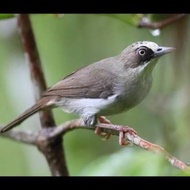 BURUNG OPYOR PARUH TEBAL