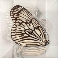 Idea idea specimen - Rough butterfly specimen