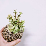 雅樂之舞苔球│板植│陽台植物│喜光植物│多肉植物│觀葉植物