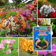 Mixed Dwarf Bougainvillea(100 Seeds)Real Potted Live Plants for Sale Rare Mayana Plants Cuttings Hig