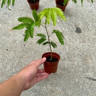 90s Greenovation Live Plant Cojoba Arborea Everfresh Tree 小豆树 P90