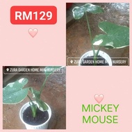 🍇CALADIUM MICKEY MOUSE🍇 rare id, caladium thai, holand, usa, kampung, pokok bunga keladi hiasan viral (ZURA GARDEN)