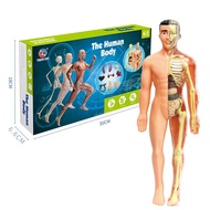 Human Torso Body Anatomy Model with Removable Parts Human Body Science Classroom Demonstration Reali