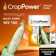 Benih Jagung Corn Seed 玉米种子 CROP POWER SC 9001 SS 232 SS 932 SS 632 SCP 1311 WX 100 WX 200 WX 300 SC