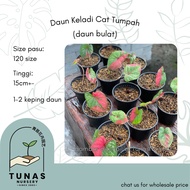 [Succu] Live Plant Caladium Red Beret/ Daun Keladi Cat Tumpah (Daun Bulat) *READY STOCK*