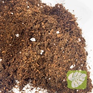 Aroid mix money soil premium IOB