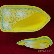 Seed Germ Structure Vegetable Sprout Gemini Development Corn Biological Class Seed Model Germ Develo