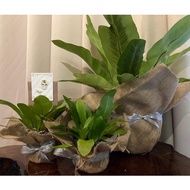 Surprise Present Gift Hadiah Pokok Sarang Burung Bird Nest Asplenium Live Plant Pokok Hidup