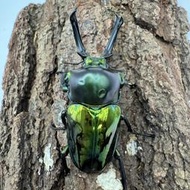 [甲蟲部落]彩虹鍬形蟲幼蟲(綠色型)