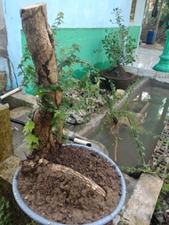 Bonsai Wareng Bintang