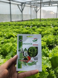 Benih Bebit Selada Batavia Brava 1 Gram By Indo Seed