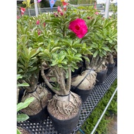 Adenium Grafted with pot real live plant free organic fertiliser 0.5kg free organic premium soil 3k