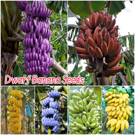 [50เมล็ด/แพ็ค] ปลูกง่าย เมล็ดสด100% เมล็ดพันธุ์ กล้วยแคระ บอนสี Mixed Dwarf Banana Seeds Fruit Seeds for Planting บานาน่า เมล็ดผลไม้ ต้นไม้ผลกินได้ เมล็ดพันธุ์ผัก พันธุ์ไม้ผล บอนไซ ต้นบอนสี เมล็ดบอนสี ต้นผลไม้ ต้นไม้แคระ ผลไม้อร่อย อร่อยมาก Fruit Plants