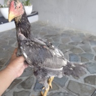 Ayam Betina ShamoKhoy Kwalitas Super