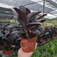 TKL - Ficus Elastica Black Burgundy India Rubber 黑金刚橡皮树