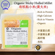 Organic Sticky Hulled Millet Organic Sticky Millet (Yellow Rice) 500g (lohas) Sticky Millet Yellow R