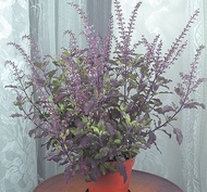 holy basil RED/Sacred  seed-krishna tulasi seed {Ocimum sanctum}