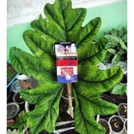 TERLARIS BONGGOL ALOCASIA JACKLYN TERLARIS