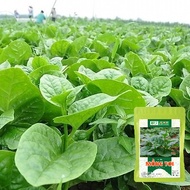 High Yield Malabar Malabar Seeds 10g r - h2t farm