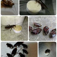 純手作蟑螂炸彈