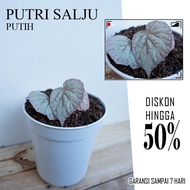 Tanaman Hias Bunga Begonia - Begonia Rex Silver Limbo - Daun Begonia S