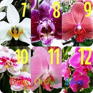 Anggrek Phalaenopsis Hybrid Taiwan Bulan Dewasa Knop Bunga -