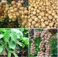 Anak Pokok Duku Langsat Grafted Hybrid 3 FEET TALL Buah Buahan Fruits Live Plant [WEST MALAYSIA ONLY