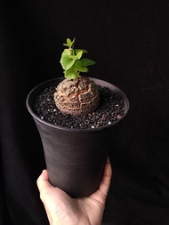 紅紋) 南非龜甲龍   5.9cm    連 花盆 塊根 植物 盆栽 Plant  caudex 非象牙宮【實拍。只此一盆】 👑 9年老店