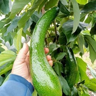 ต้นกล้าอะโวคาโด พันธุ์034 แท้💯