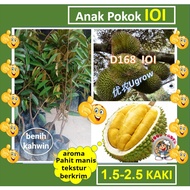 Pokok Durian IOI D168 Pokok Durian Mas 101榴莲苗 Sapling Durian
