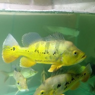 ikan hias pbass mono jumbo / tankmate fish