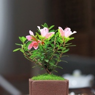 Azalea Old Stump Saotome Azalea Saotome Komachi Potted Plant Material Indoor Easy-to-Care Foliage Pl