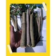 Bibit Pohon Murbei Jumbo | Bibit Pohon Buah Murbei | Bibit Pohon Murbei | Bibit Tanaman Buah Murbei