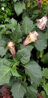 3ต้น แตรนางฟ้า ดอกแตรนางฟ้า (Angels Trumpet) ดอกม่วง ต้นใหญ่ พร้อมให้ดอก สูง 70-90 ซม จัดส่งพร้อมกระ