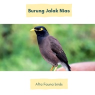 Jalak Nias