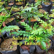 Bibit Tanaman Pohon Salam Koja Daun Kari Daun Bumbu Salam Kari